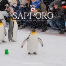 펭귄 | 삿포로여행 비에이 버스투어 추천 엔데이트립 아사히야마 동물원 포함 펭귄 산책 후기