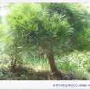 인영농원