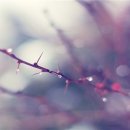 호산 이미지