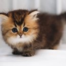 인천고양이분양 도레미캣 이미지