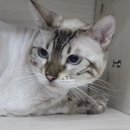 멍냥살롱 이미지