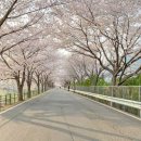 성산한우농장 | 2026 고창 벚꽃 축제 일정 총정리｜개화시기·주차·볼거리 한눈에