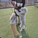 독스타 | 화성 애견 운동장[독스타]
