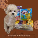 멍냥이 펫싸롱, 펫호텔 이미지