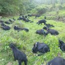 야산염소 이미지