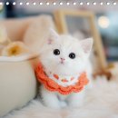 대구고양이분양 나비캣 이미지