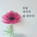 댕스플라워 이미지