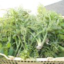 아침농원 이미지