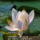 수련