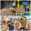 (주)제주여행문화 | 제주감귤박물관 아이들과 다녀온 서귀포가볼만한곳 후기