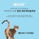 네오캣창의관미술학원