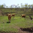 백두산농장 이미지