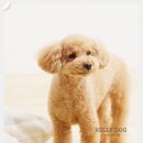 하나유치원 | 강아지 미용 가격 켈리독 애견미용실 후기 유치원 등록완료!