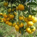 이슬농장 이미지