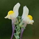 도곡2리 이미지