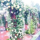 기차마을 장미공원 이미지