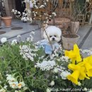 도그도그 | 디자인포도그 쇼룸 방문 후기｜Maydog 메종 세일러 티 신상 구매 (라떼 블루 착용)