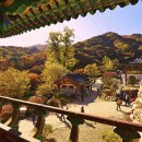 천과나무 이미지