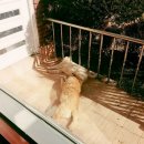 시온 민박 이미지