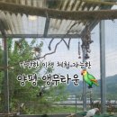앵무타운