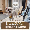 세이프비 | 세이프비 강아지산소방 대여 렌탈 솔직리뷰