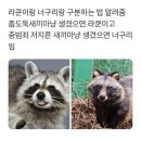너구리PC방 이미지