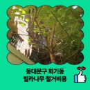 상도늘보리 신길1호점 | 동대문구 회기동 빌라나무 철거비용