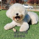 인성 Daum카페