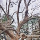 느티나무주유소 이미지