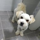 돈워리독 이미지