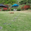 애견발자국 이미지