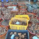 삼천포 용궁수산시장#9 이미지