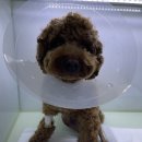 (주)쿨펫 이미지