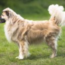 더펫살롱 이미지