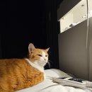 광주동물병원 | 내돈내산 고양이 발치 후기(광주광역시 동물병원,고양이 발치,치주염, 치아흡수성병변)