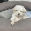 베리펫살롱 이미지