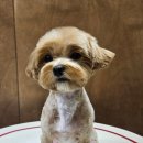 멜팅그루밍 이미지