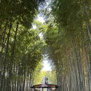 숲이랑농원 | 순천 맛집 대숲골농원 숯불닭구이 대나무숲 분위기 현지인 추천 예약 꿀팁 테이블링 필수