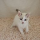 광주 고양이분양 브로스펫 이미지