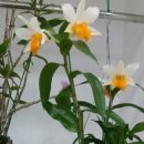 신북농협 로컬푸드 직매장 이미지