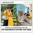 팀타이거짐 12호점 | 푸켓 태교여행#2】 푸켓 인스타핫플 마부두아카페(Madoobuaphuket), 호랑이체험 타이거킹덤(TIGERKINGDOM)!