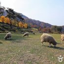 자연한우농장 이미지
