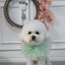 애견미용 나나엄마 이미지