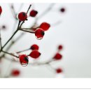 만두사랑 이미지