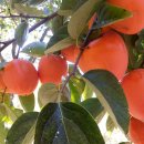 선홍농장 이미지