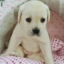 구산동 강아지 이미지