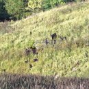 대불리목장 이미지