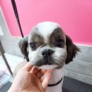 위드독스 샵 이미지