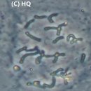 H6249 네이버블로그