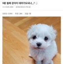 복슬 강아지 이미지